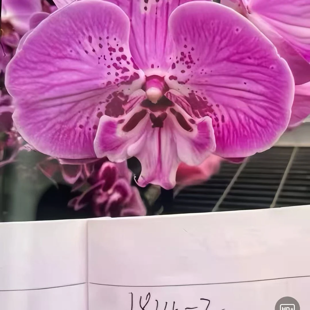 带花苞【LZ39-1814-2-6】蝴蝶兰实生一代