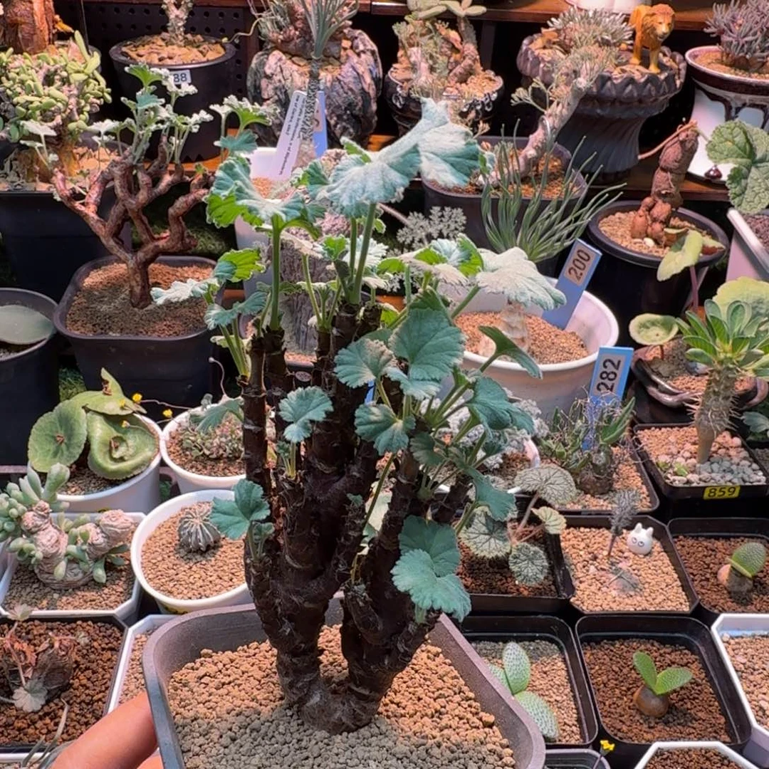 实生枝干洋葵023 仙人掌