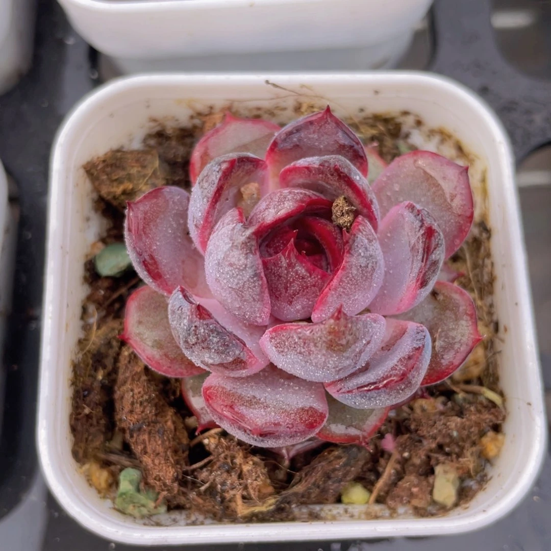 黑橙梦露多肉9.9包邮发货