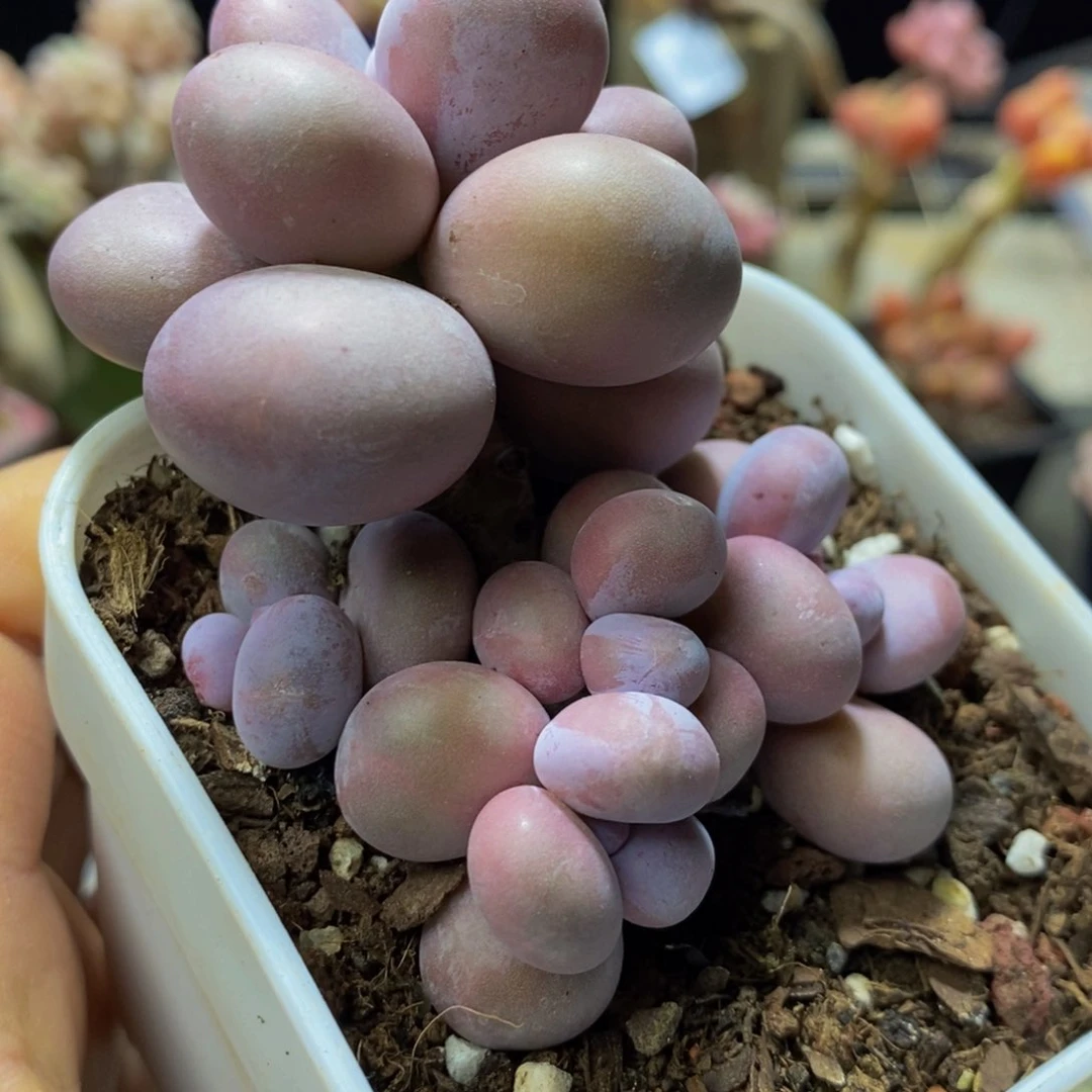 773 芭比奶酪7 厘米