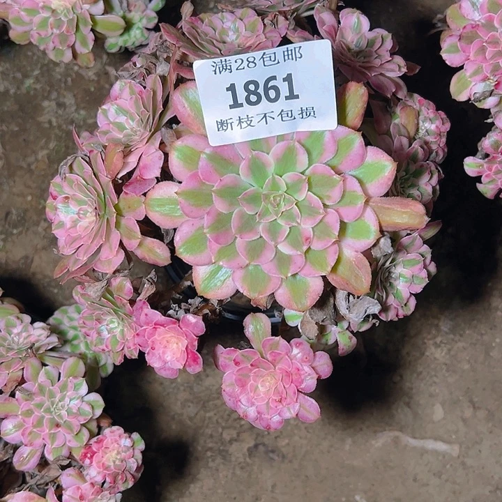 1861红铜白多肉植物