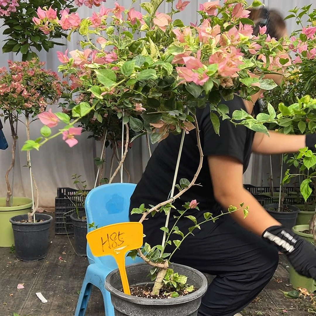 丹***当前无花栽培后可以开花H85斑叶米罗