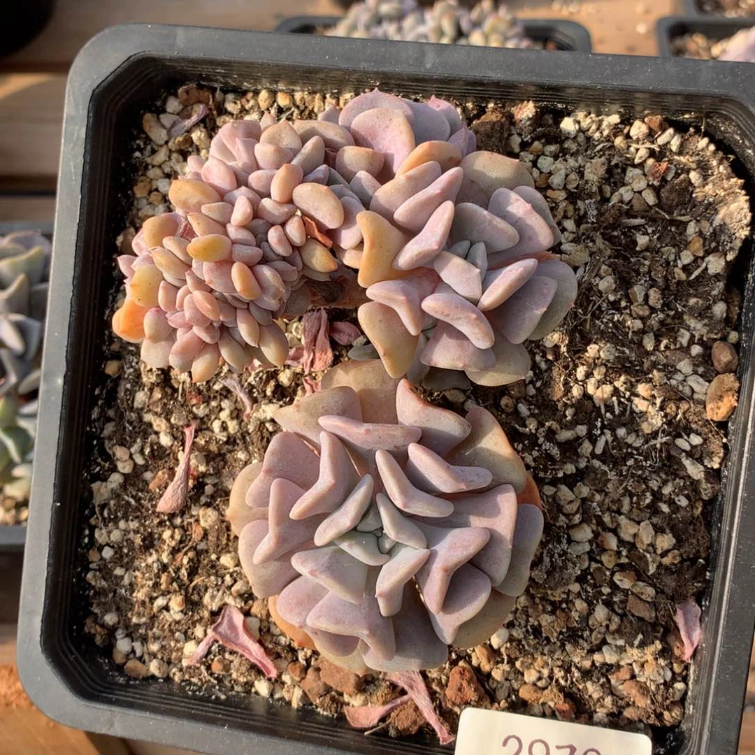 11厘米胸花雪精灵缀2970