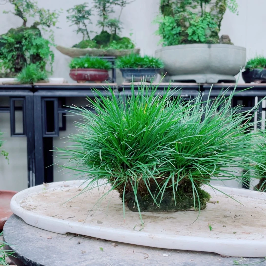 无铅玻璃紫****）铁线蕨铁线蕨铁线蕨