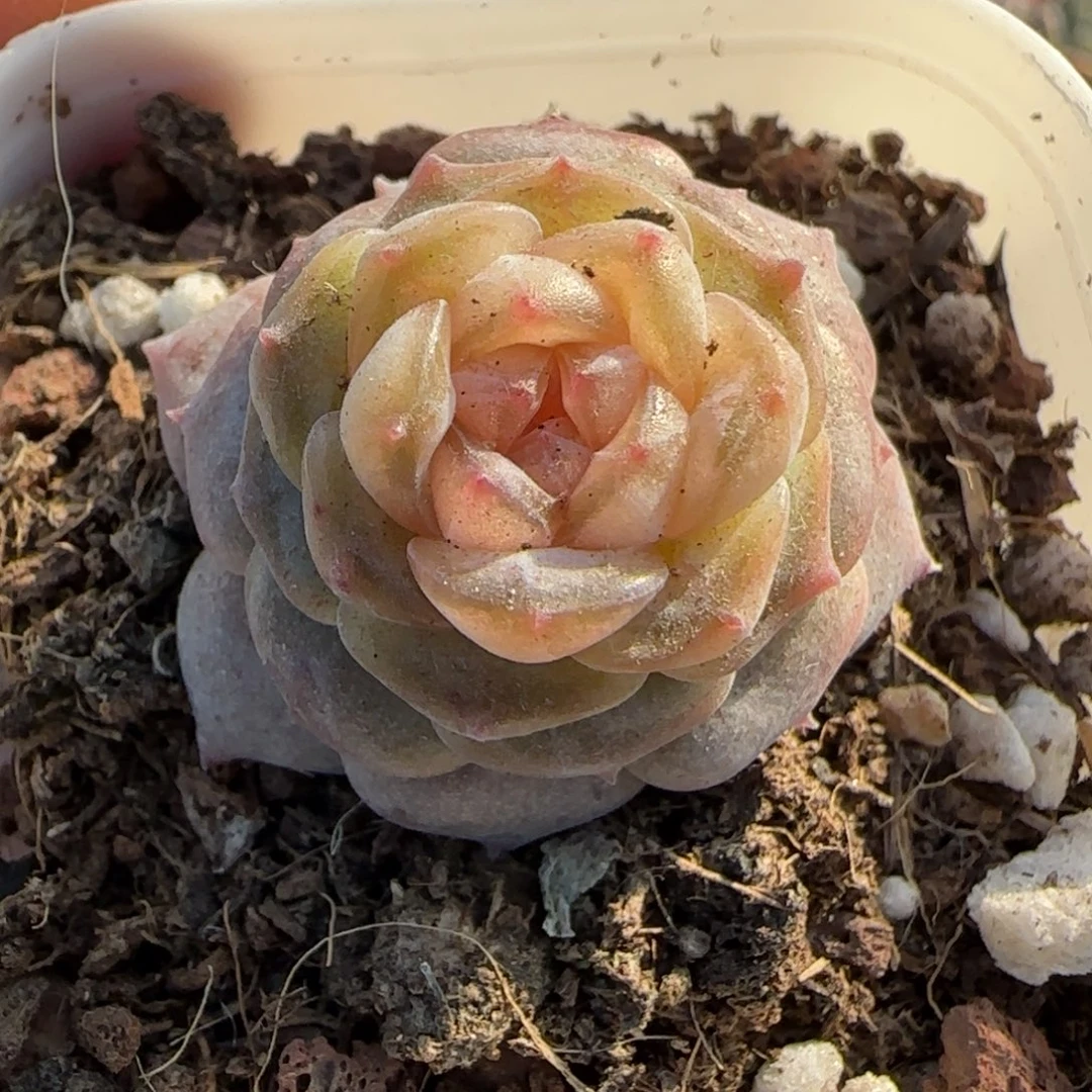 多肉小卡拉米糖心一物一拍