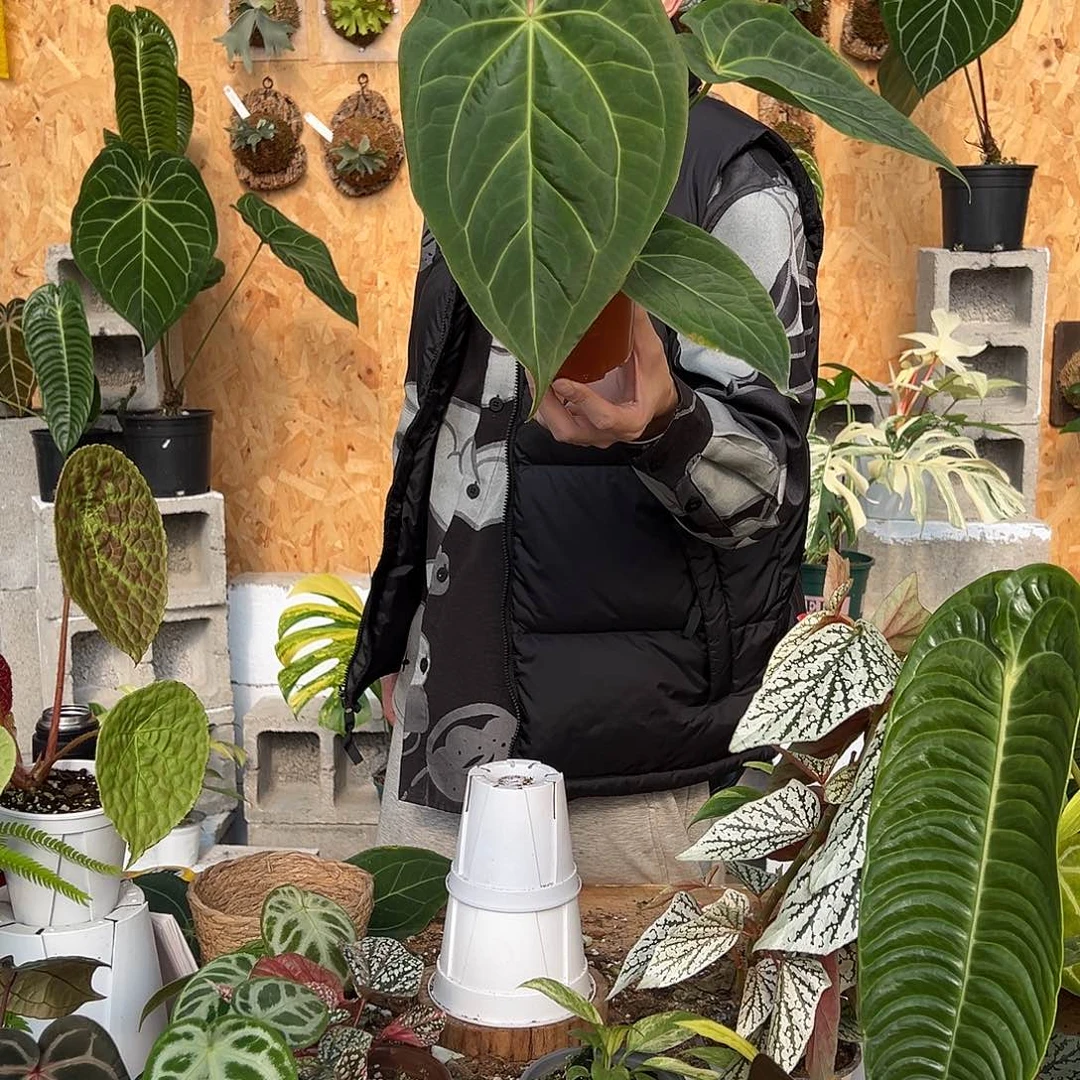 完全开放A24中颗花烛