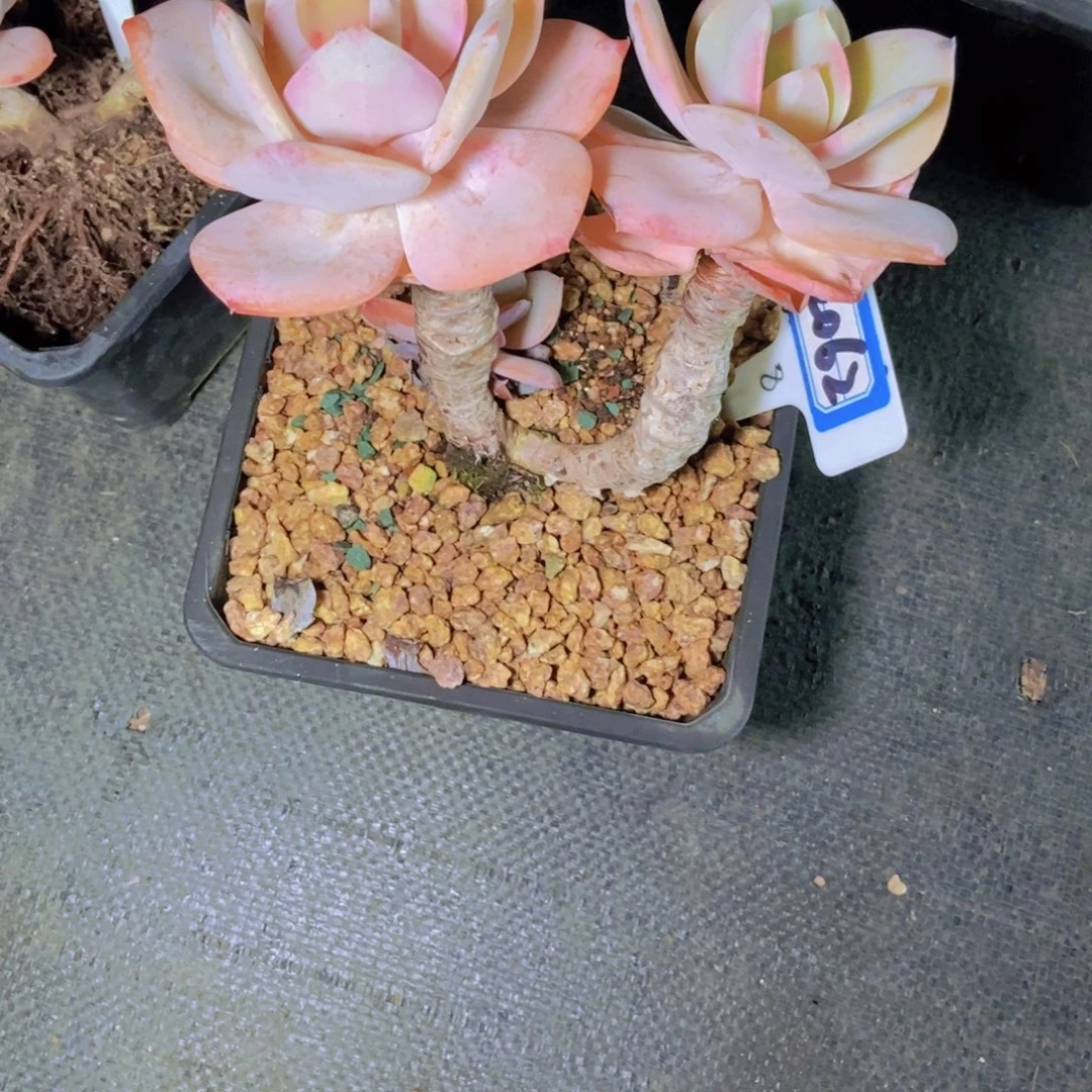 飘***雪2062白凤老桩一颗