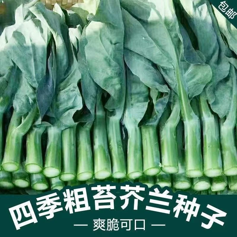 【甜脆芥兰菜种子】芥蓝菜广东芥兰种子阳台庭院四季蔬菜种子大阳台
