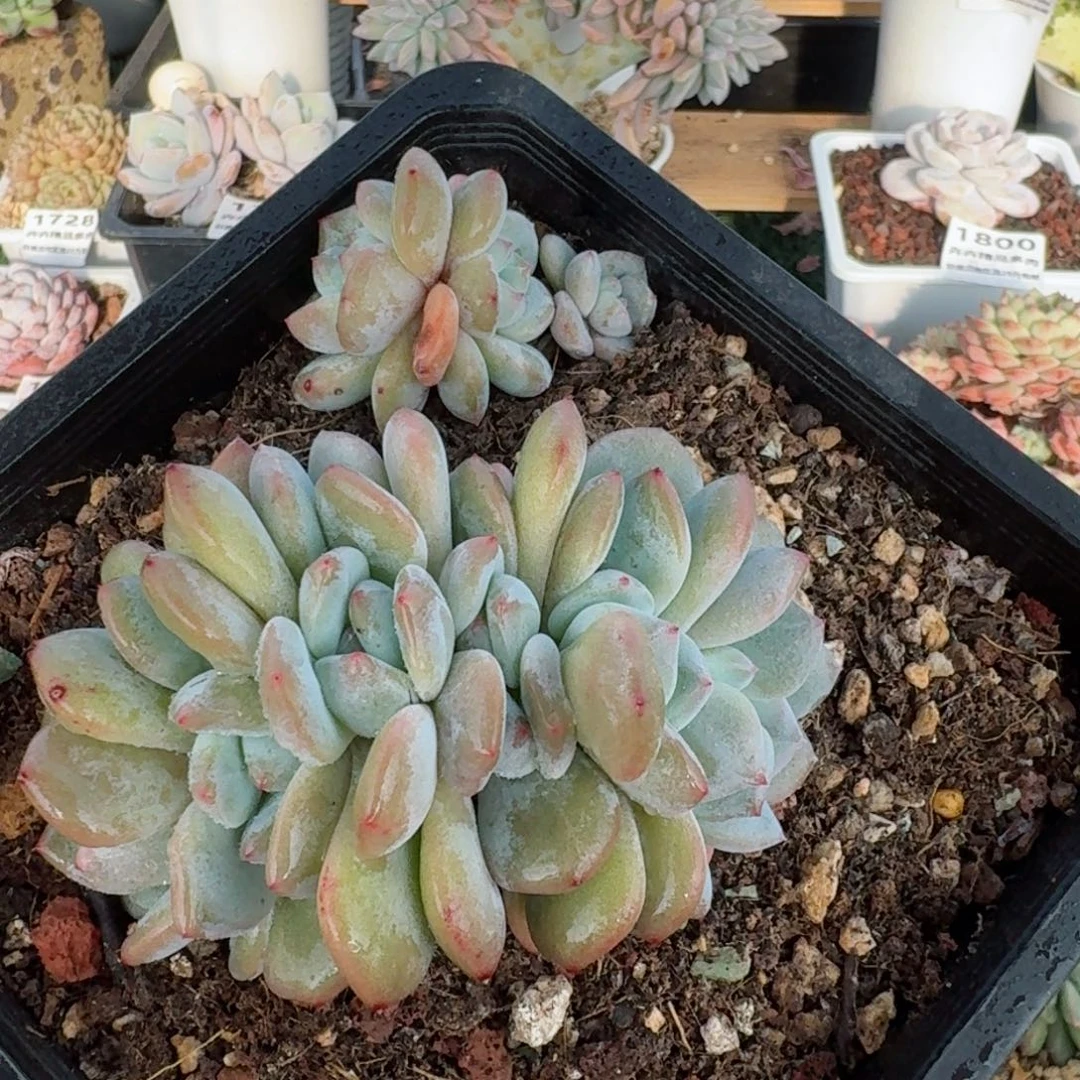 1798一物一拍（满28包邮）