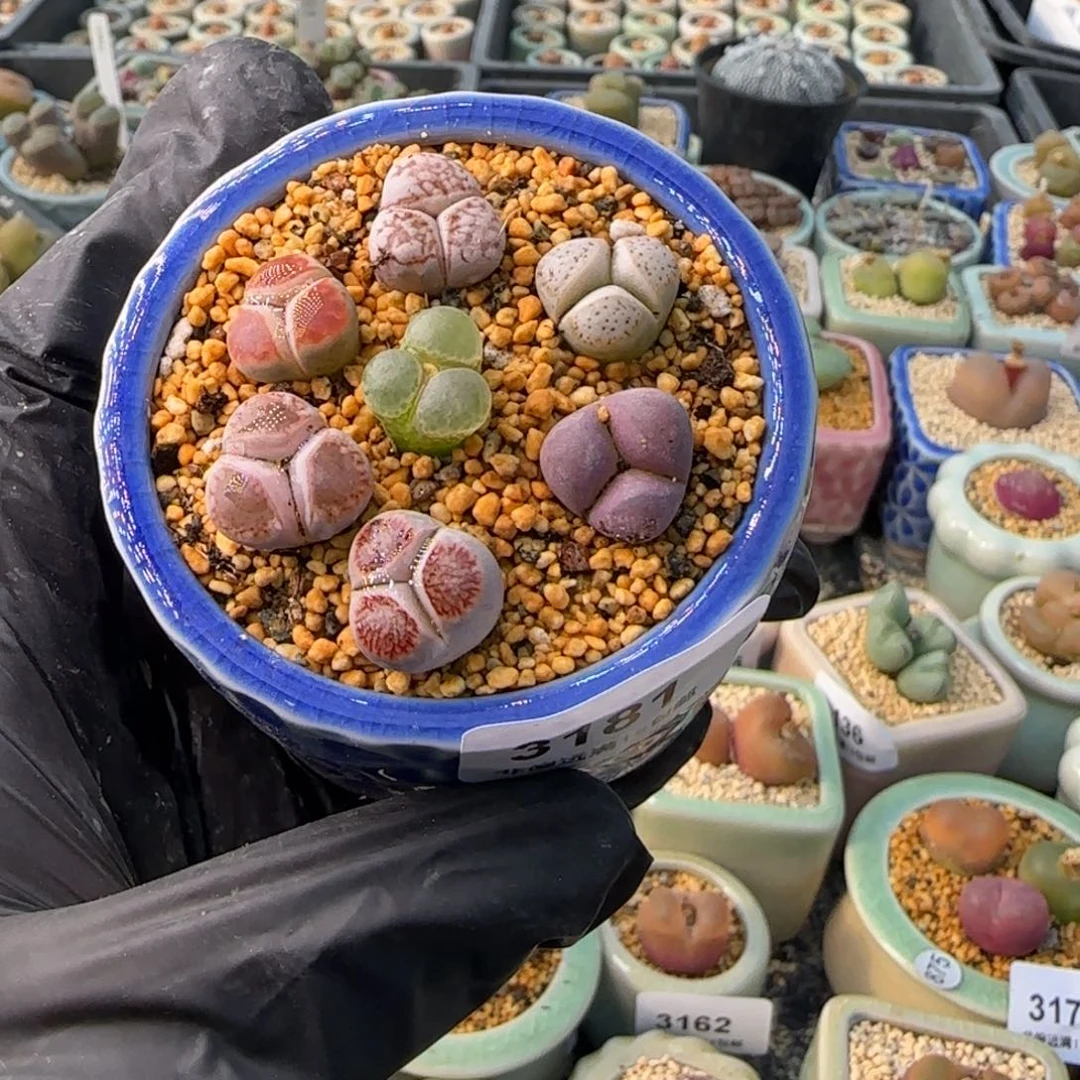 3181 一物一拍 带盆