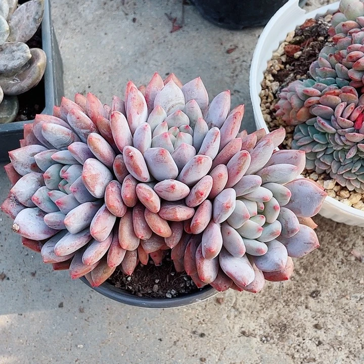 半夏32一盆5885588855995888