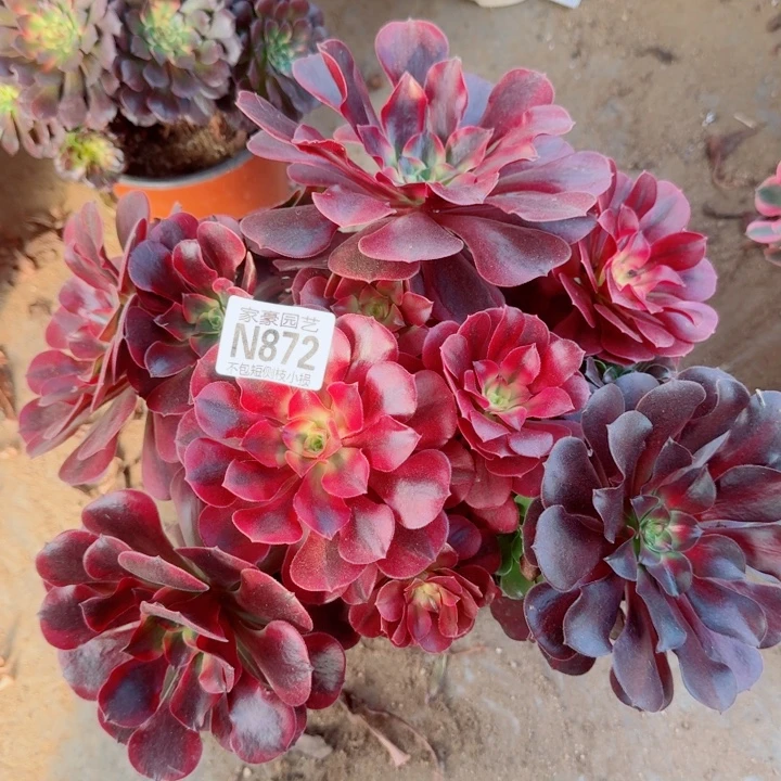 872凤冠官服25左右2