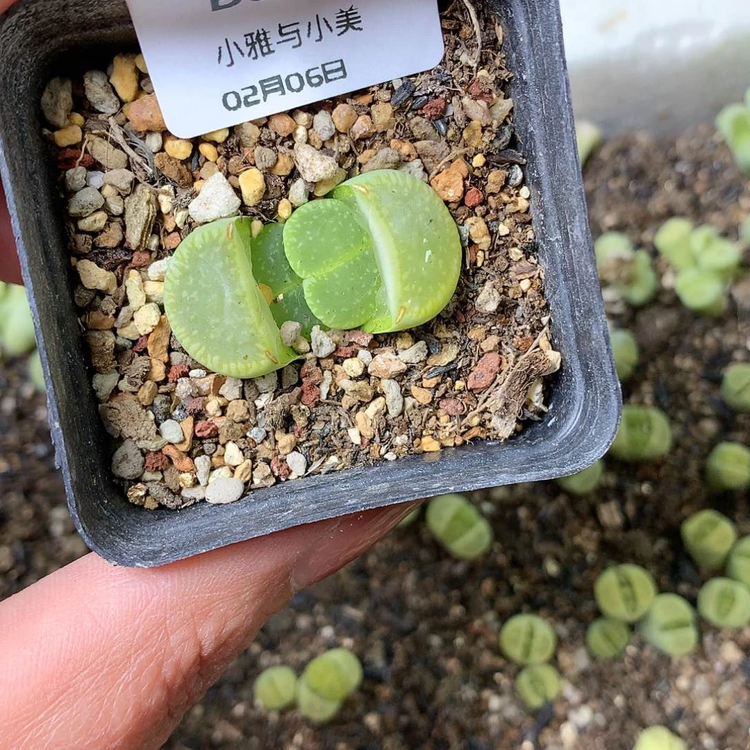 B08多肉植物保护研究所