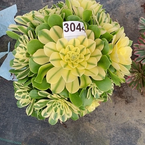 红陶3044辛尼亚多肉