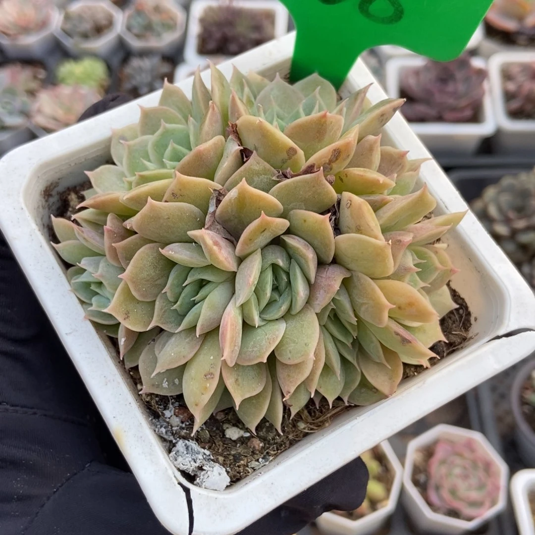 868昂斯诺多肉植物多肉