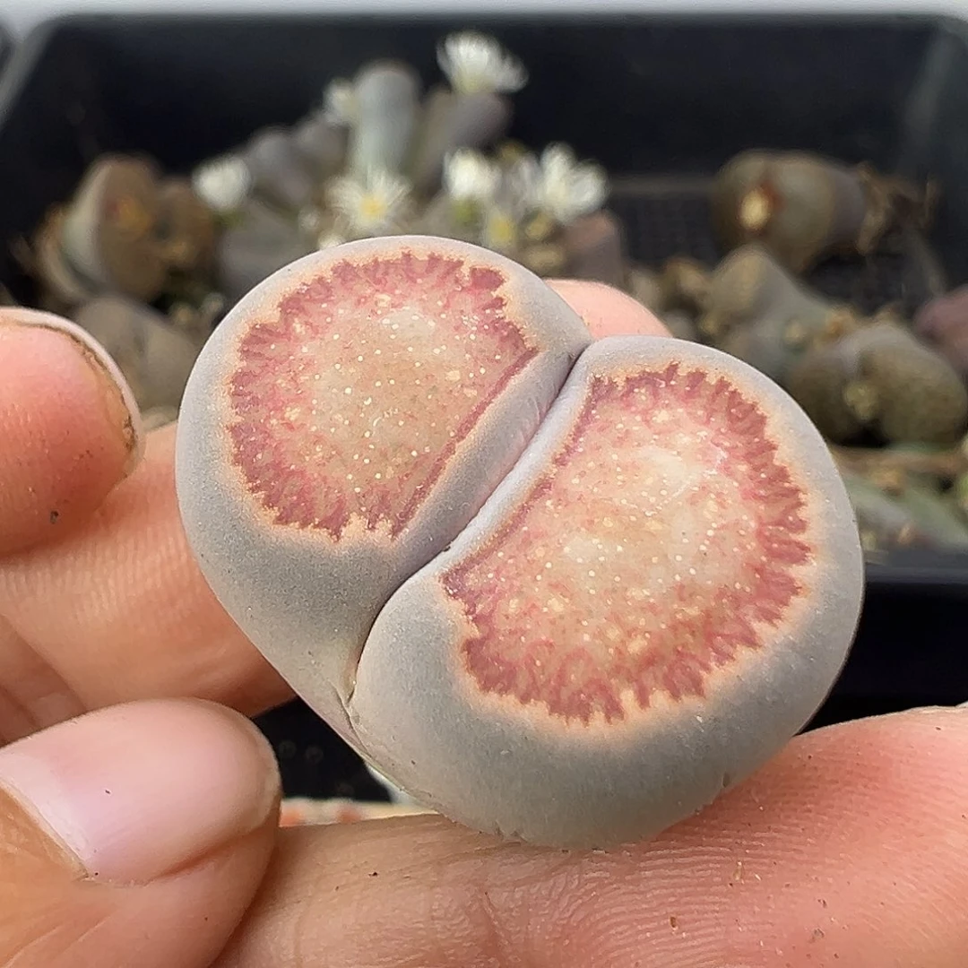 707星空菊福利1111111