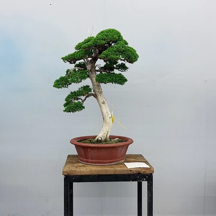 上***）无花朵老桩老盆山采济州