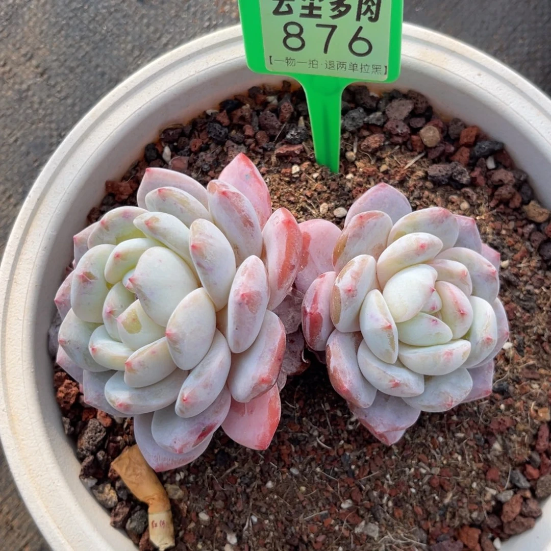 云尘多肉一物一拍876