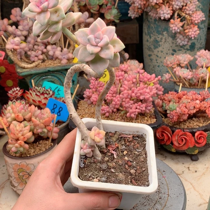通***3无花朵欢喜多肉一物一拍159