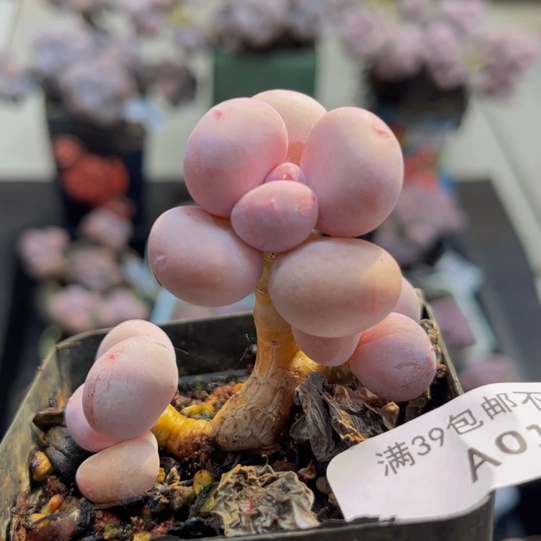 015/5cm蛋黄奶多肉