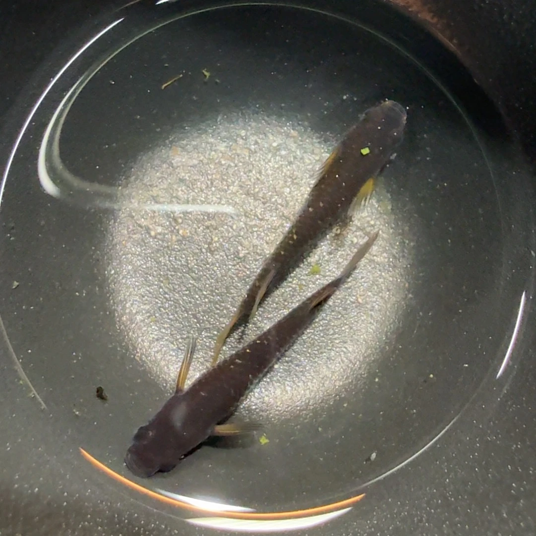 青鳉鱼024巧克力橙一对