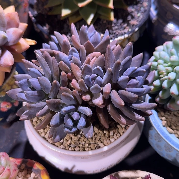 紫丽殿 黑加仑  一物一拍