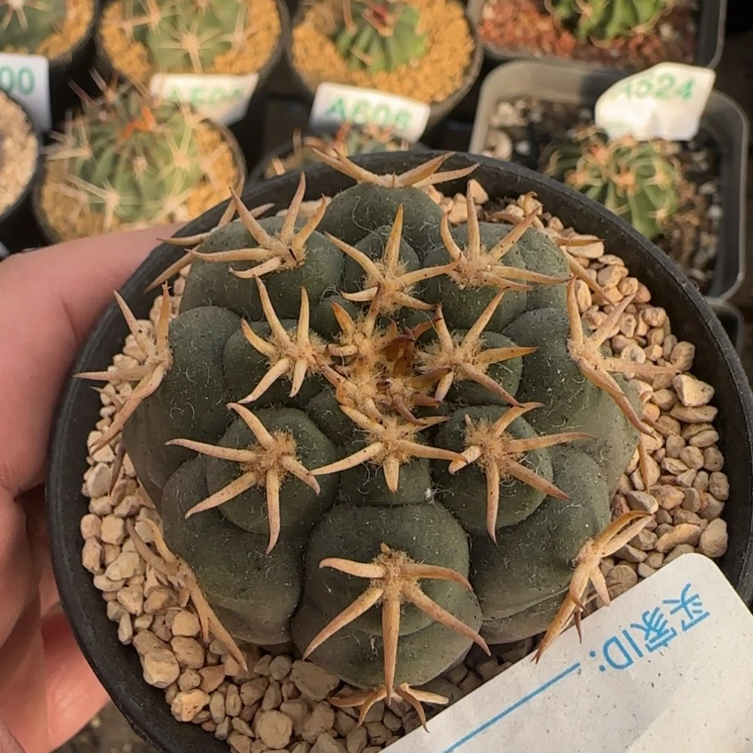 猫爪 实生仙人球711