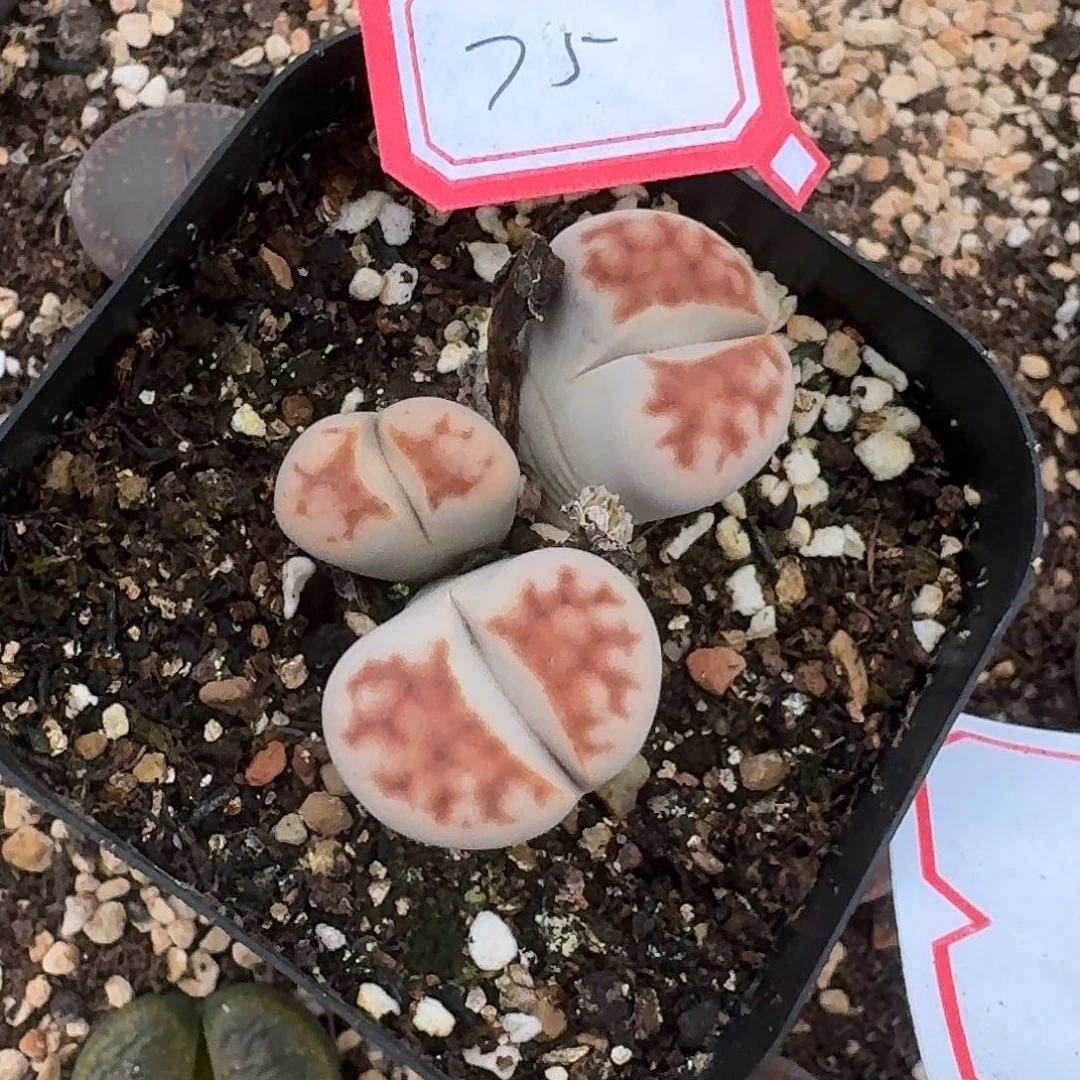 75多肉哈哈哈哈哈哈