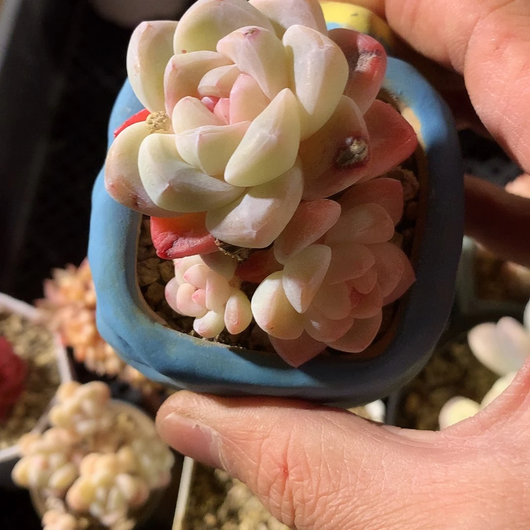 °****?鱼的冰玉多肉一颗2222