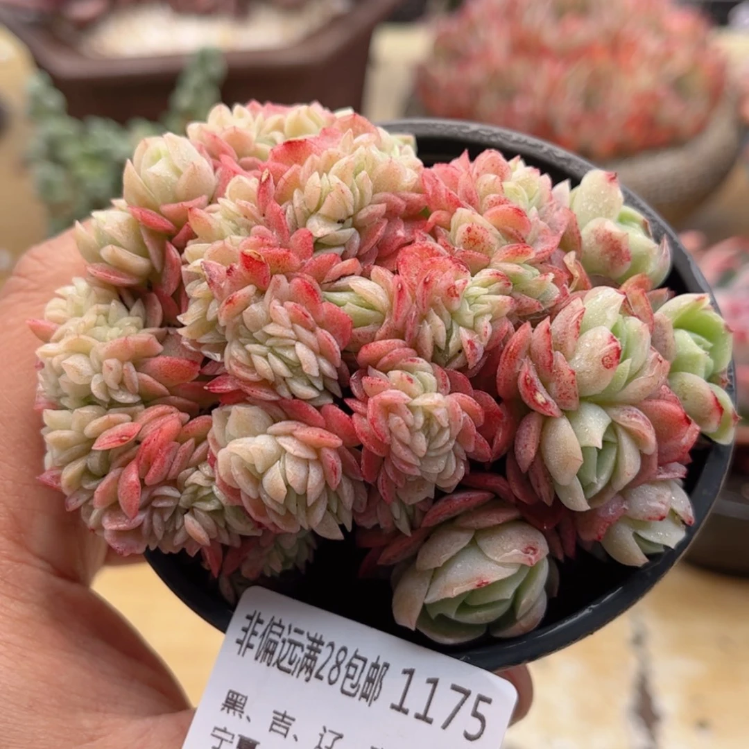 【闪购商品】1175贝瑞缀