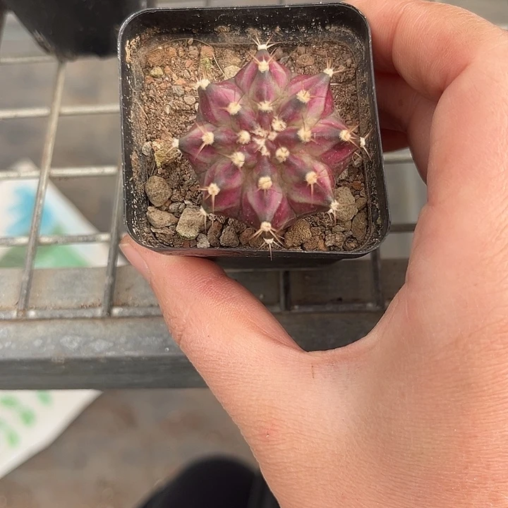 我也不知道我为什么要这样