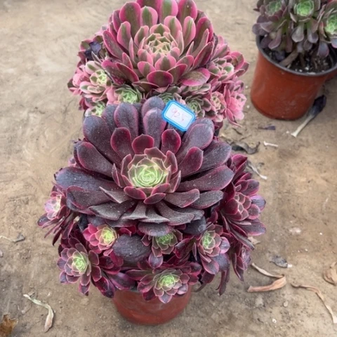 925多肉植物组合