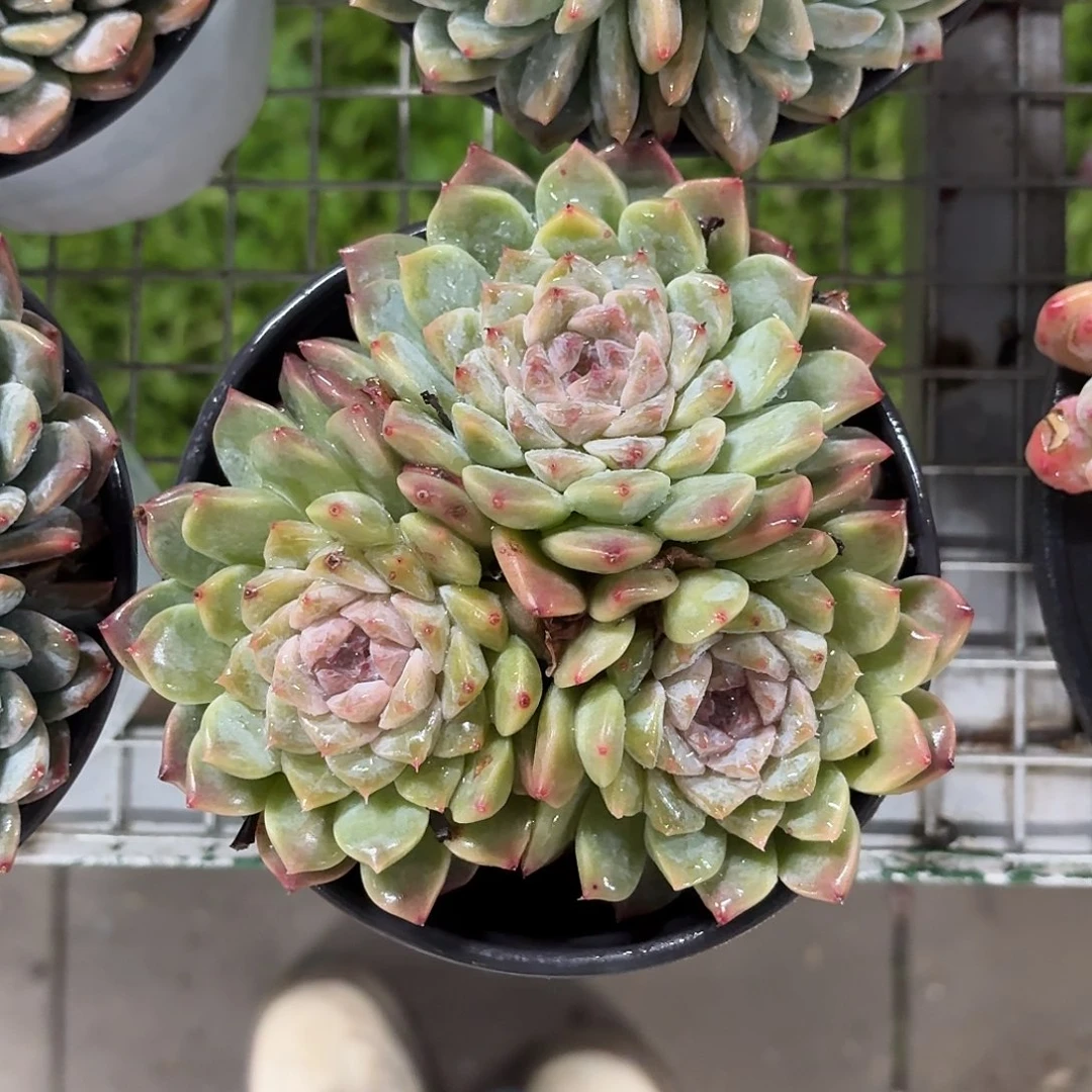 溏心 不知名12㎝盆参考