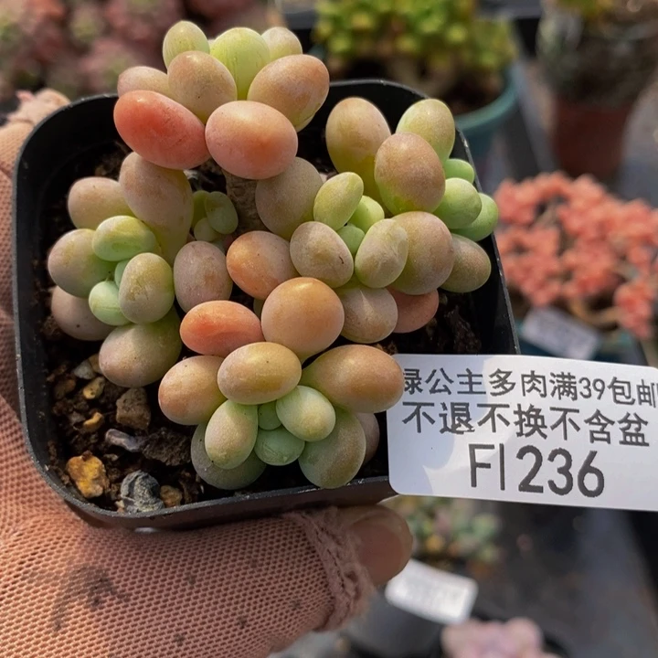 水晶豆6cm236多肉植物