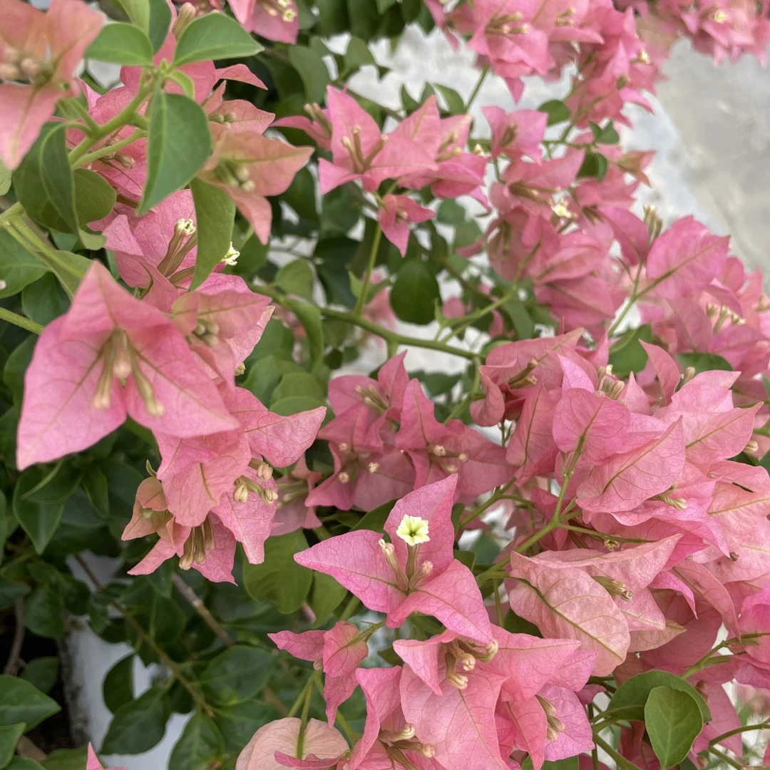 卡亚塔三角梅花卉勤花四季开花