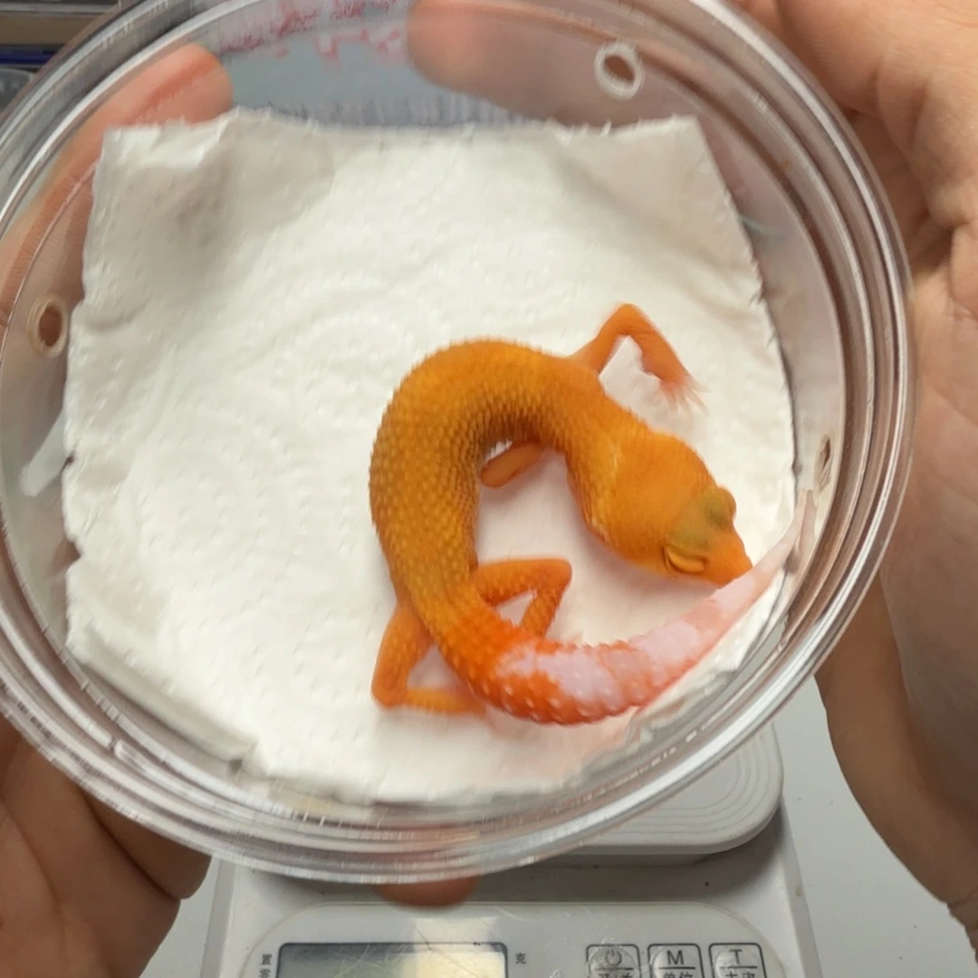 豹纹守宫阳光妹妹