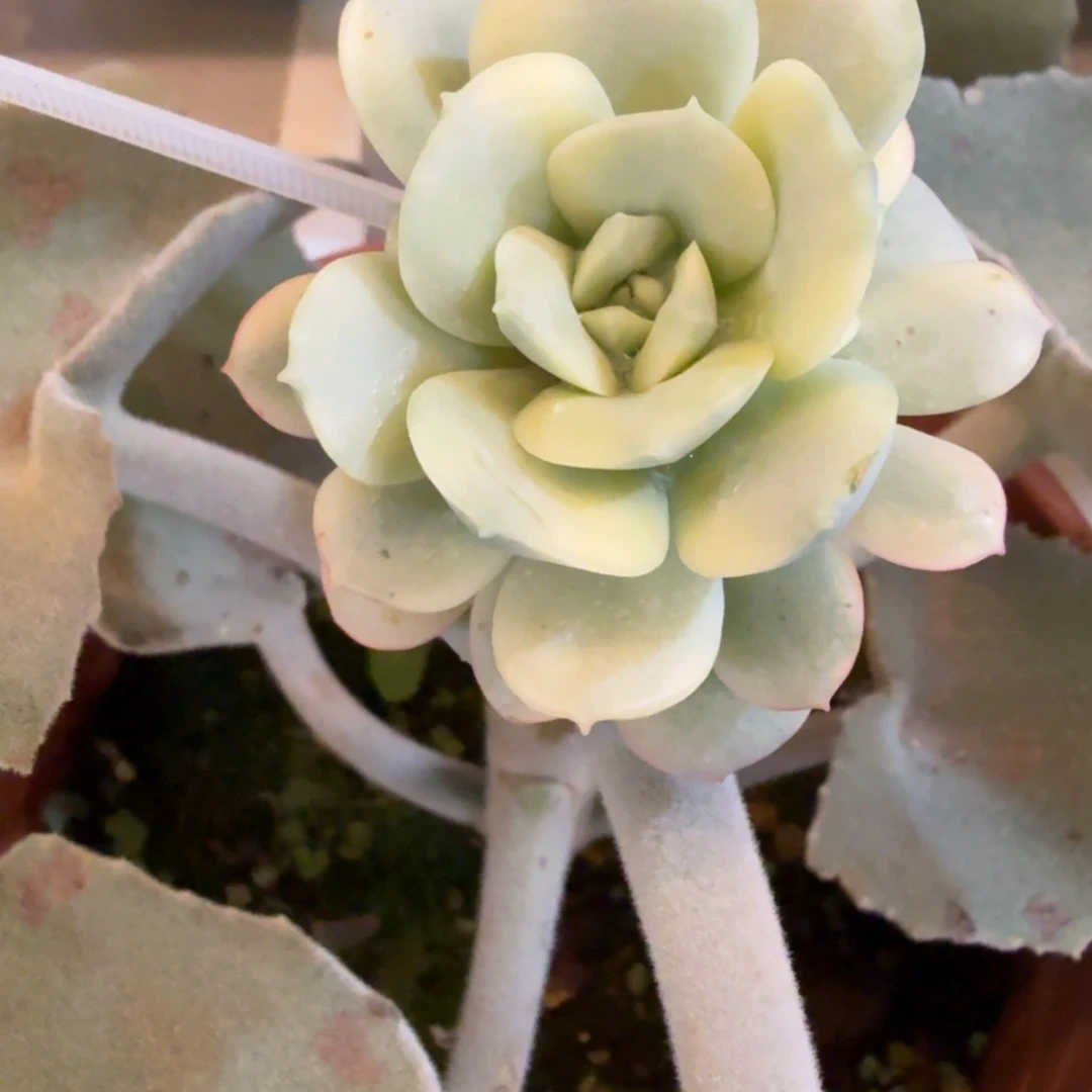 比利时玫瑰多头 安吉园艺