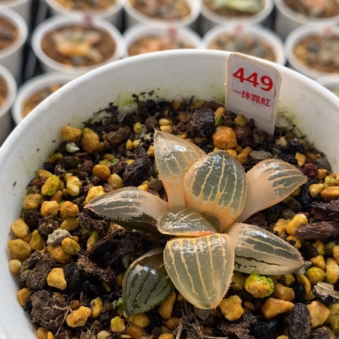 449亲指姬十二卷多肉植物