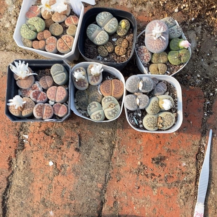 微***、生石花等植物的生长708