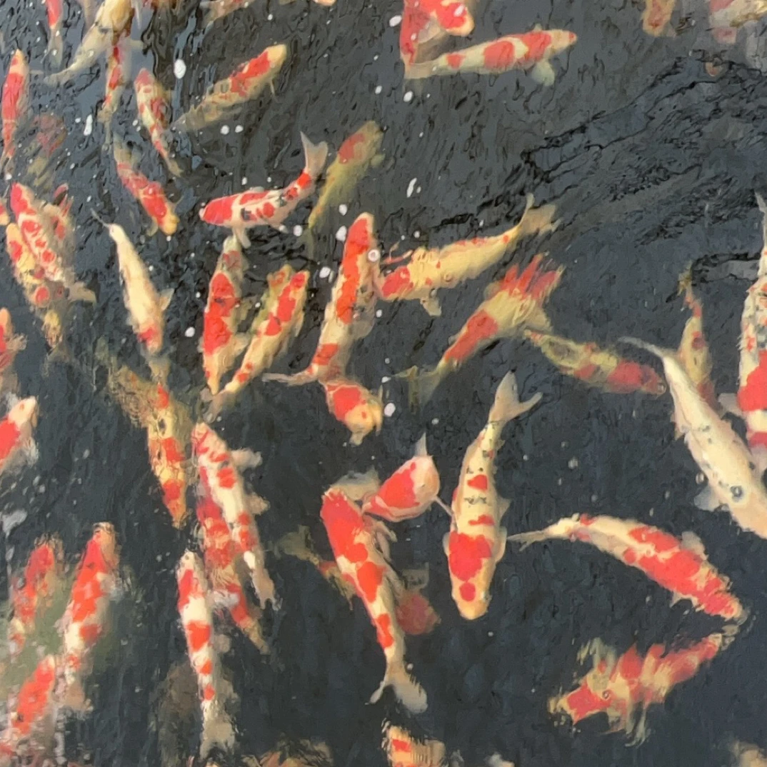 血统锦鲤鱼苗当岁红白大正昭和绯写白写单顶