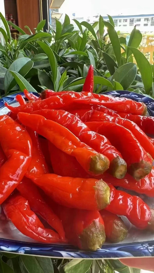 【婷妹子】湖南老坛泡红椒200g/包  （包邮）