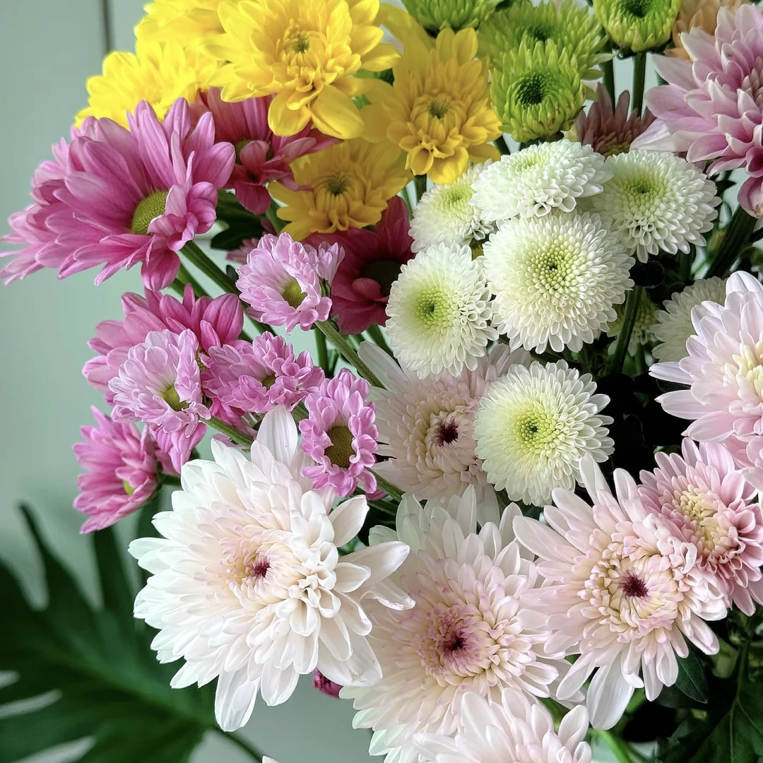 云影优选【混色小雏菊】云南鲜花批发次日达顺丰包邮