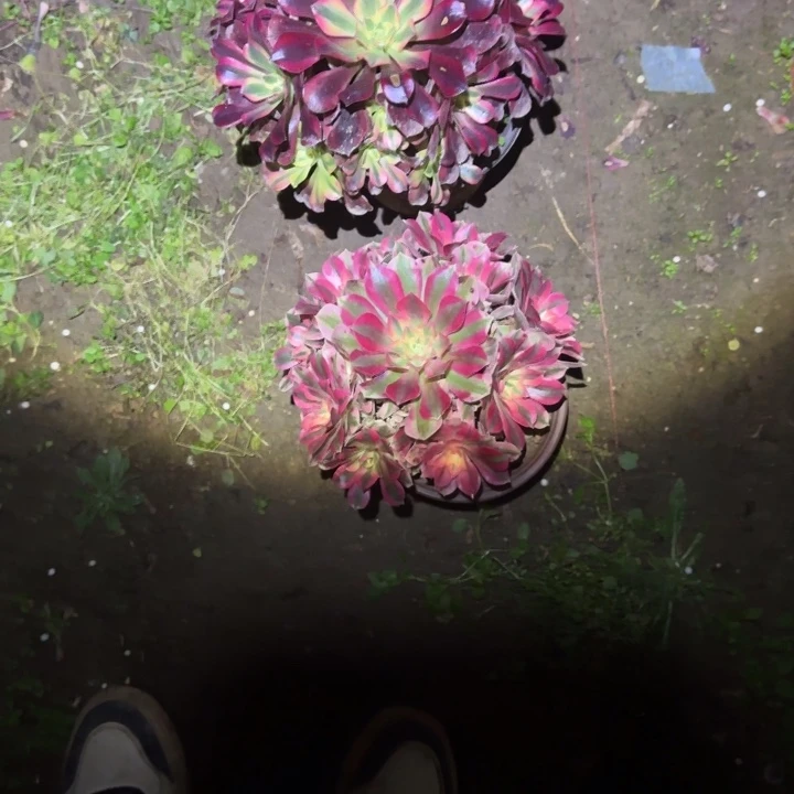 一单包邮不包侧枝88