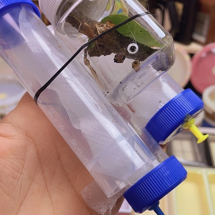 红***头烈焰2金1水墨1啊啊啊