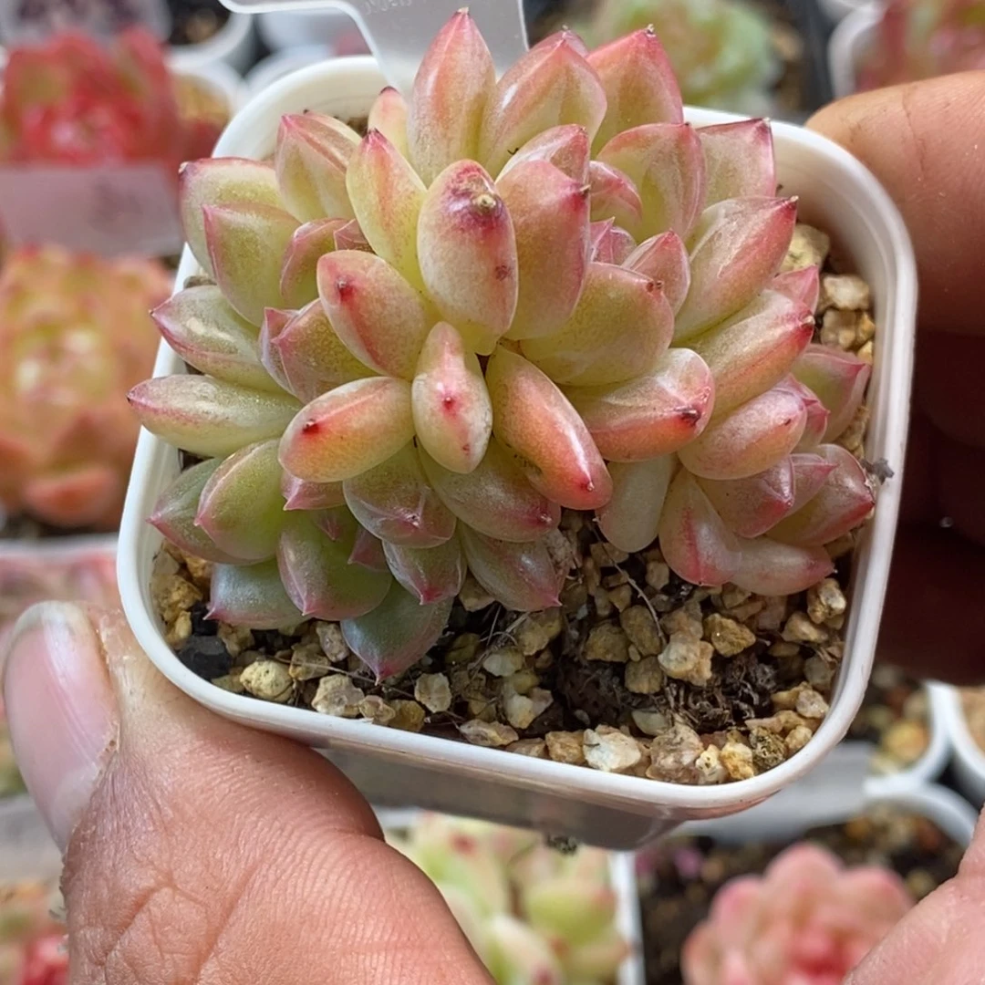 天官赐福百无禁忌