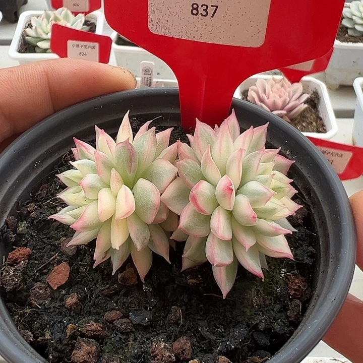 不包邮837号女雏锦双头