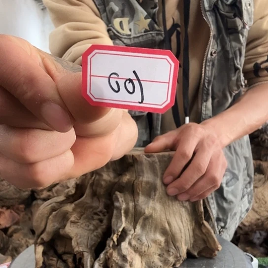 大***间紫砂噜啦啦啦啦啦啦