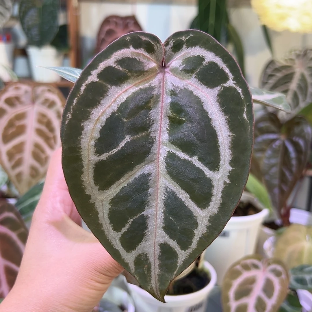 无花朵粉柠檬杂紫水晶083