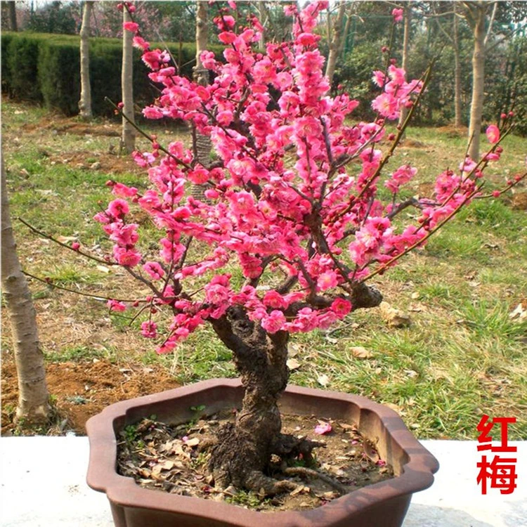 红梅花卉盆栽老桩盆景庭院植物