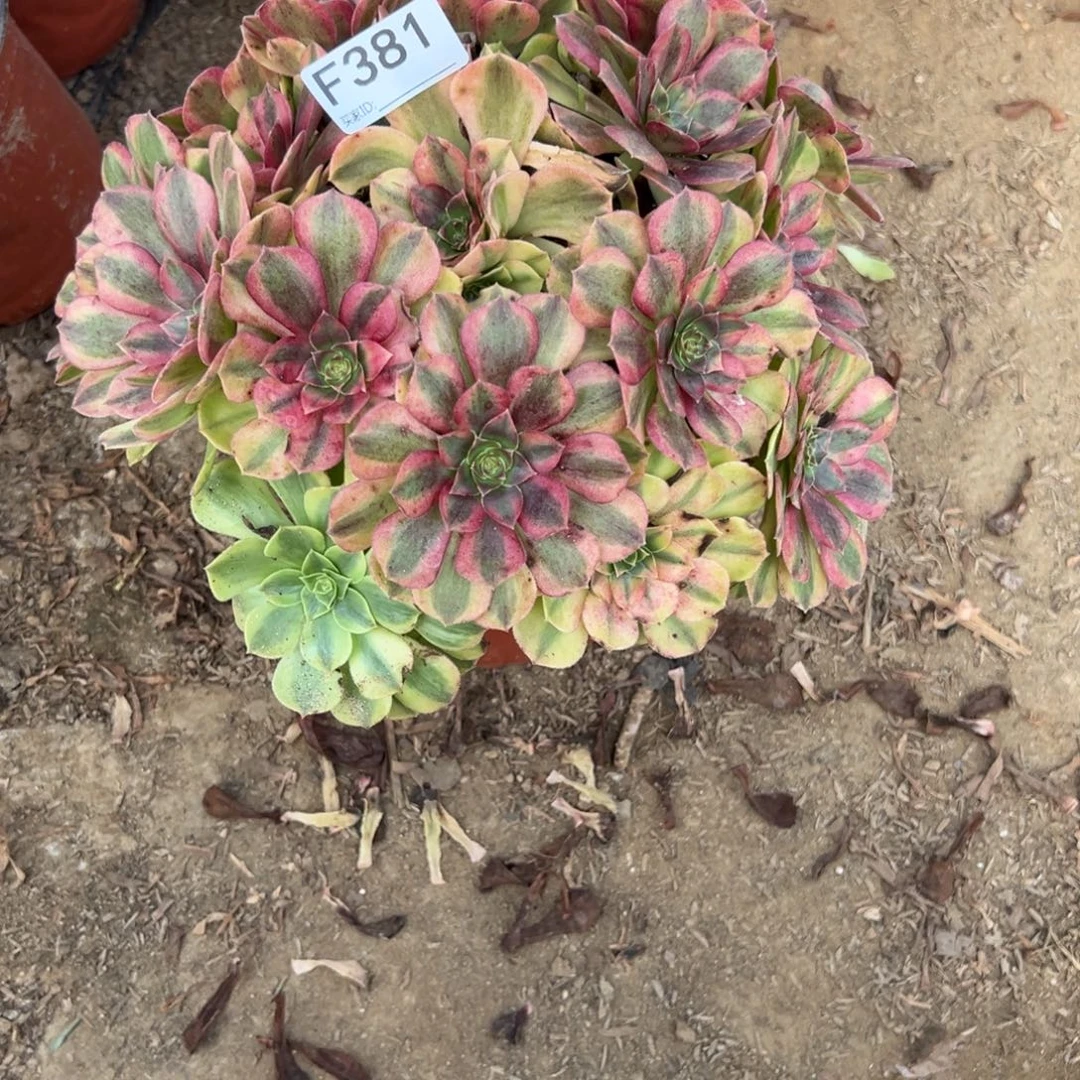 381雨荷多肉植物法师